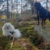 Profilfoto av Anneli Degen